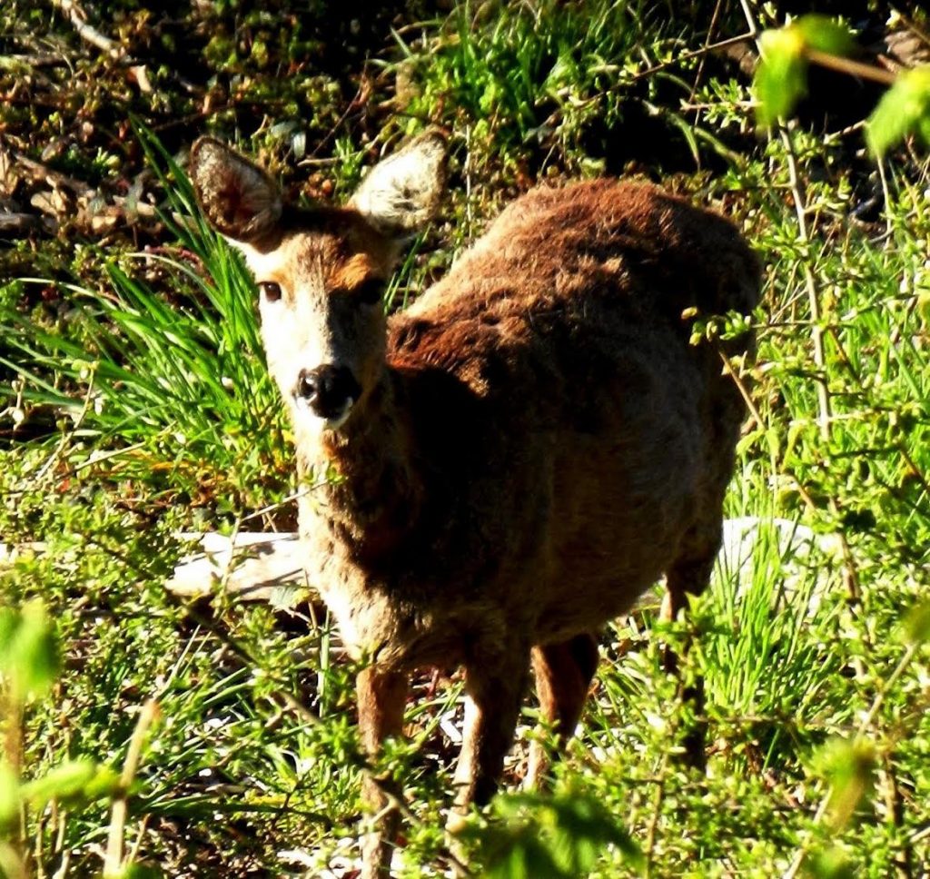 One of the deer that roams Ash Lodge Meadows
