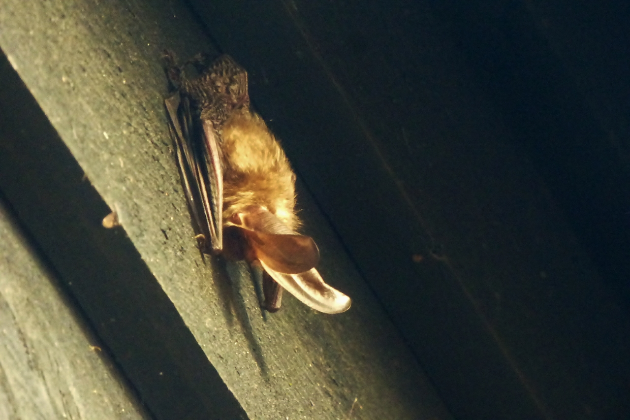 brown-long-eared-bat-is-the-second-most-common-bat-in-great-britain-after-the-pipistrelles-as-the-name-suggests-it-has-exceptionally-long-ears-2-1280x853