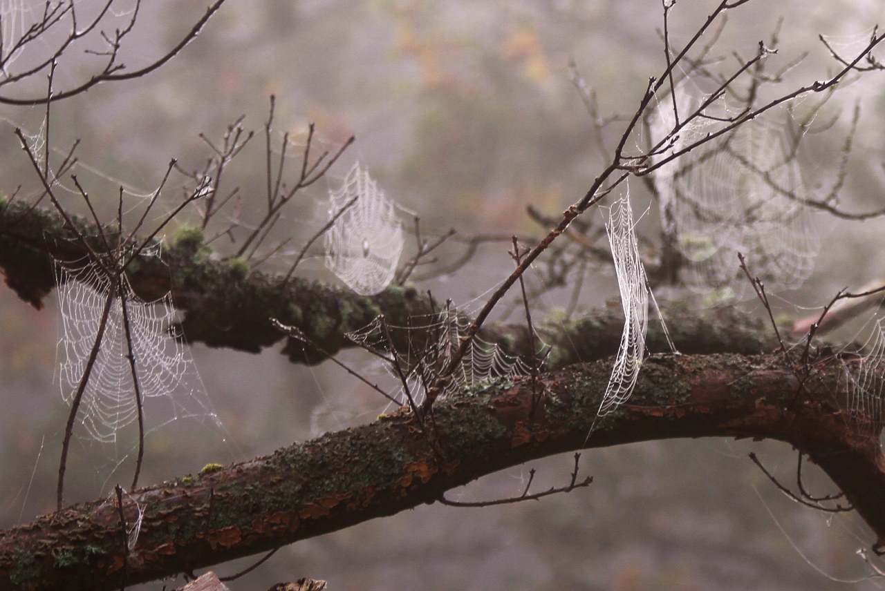 Cobwebs in the mist.