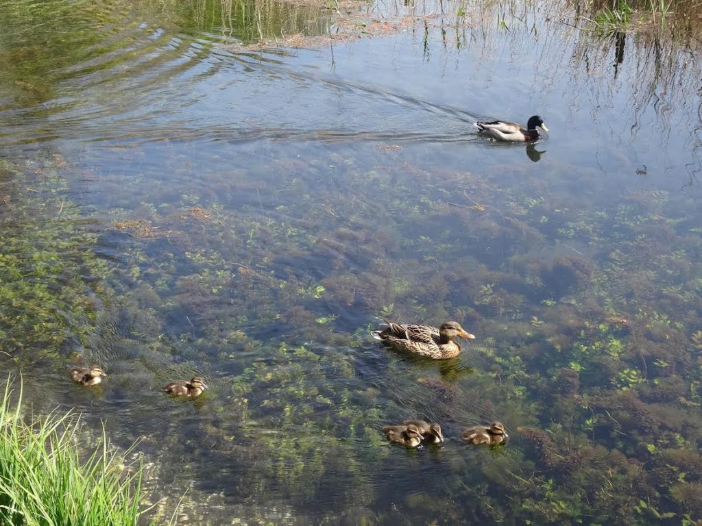 Ducklings at Greywell