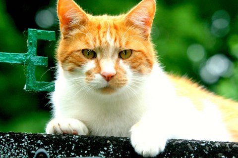 Do you know the whereabouts of Ginger the cat?