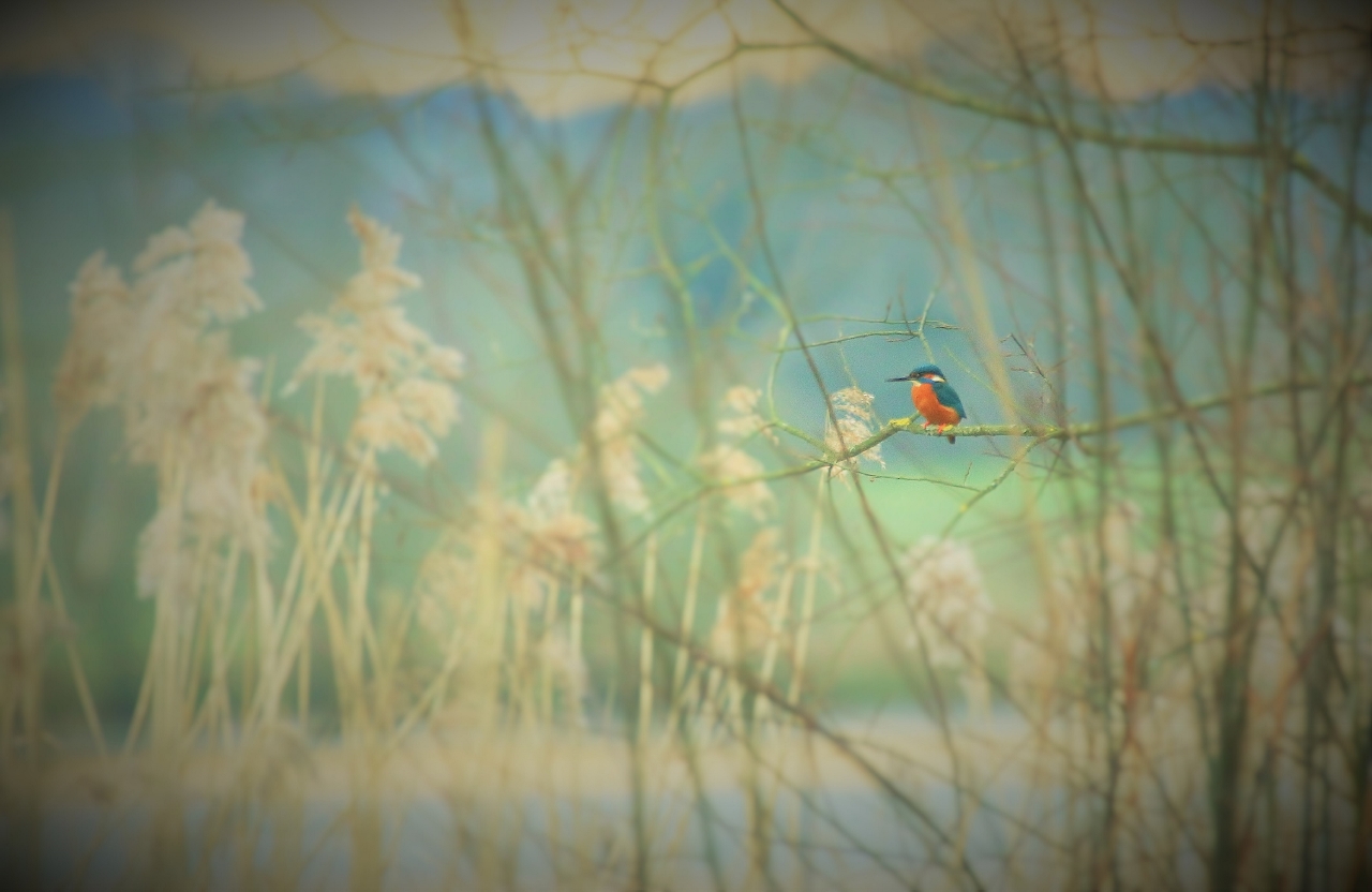 Kingfisher at Stoke Lake.