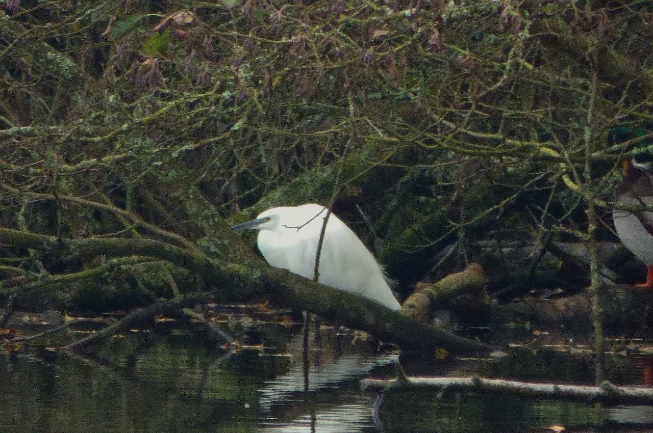 Little egret at Albury Mill Pond.