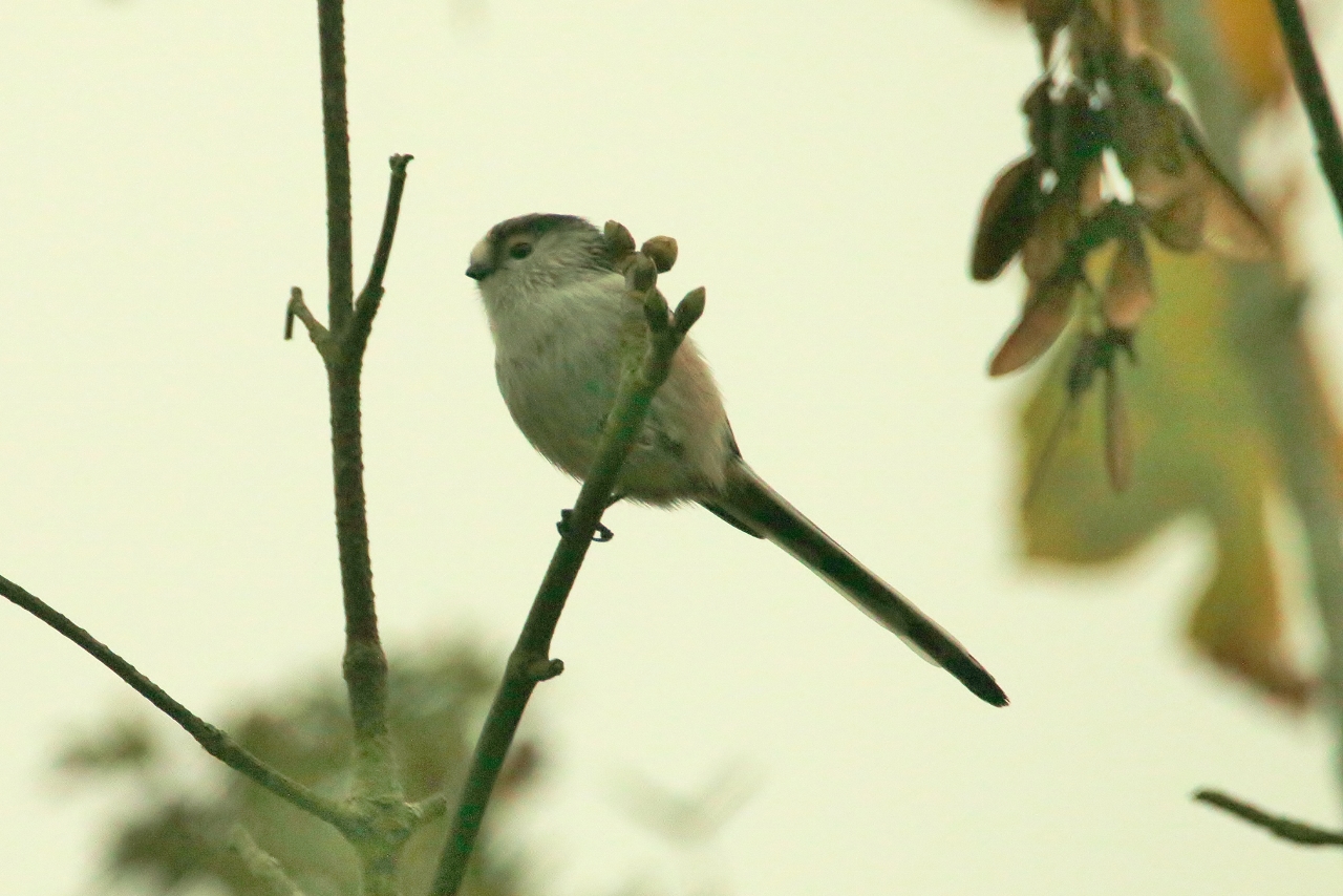Long-tailed tit.
