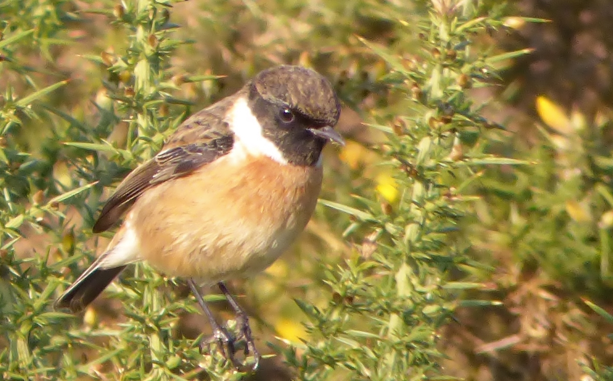 Male stonechat pictured on Thursley Common.