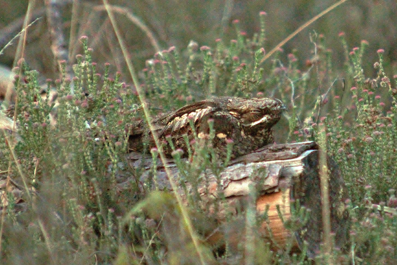 A nightjar in its daytime roost on Whitmoor Common.