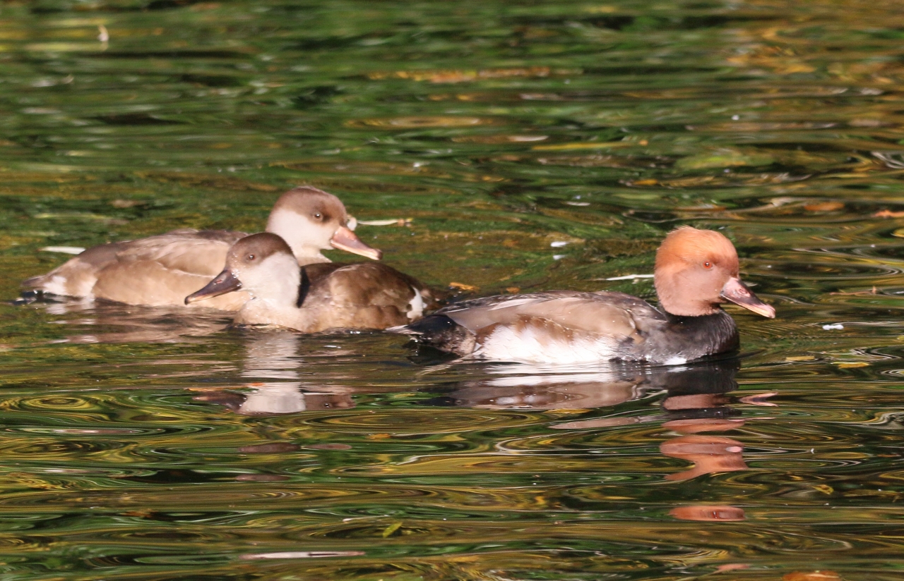 Male and female red-crested pochards.