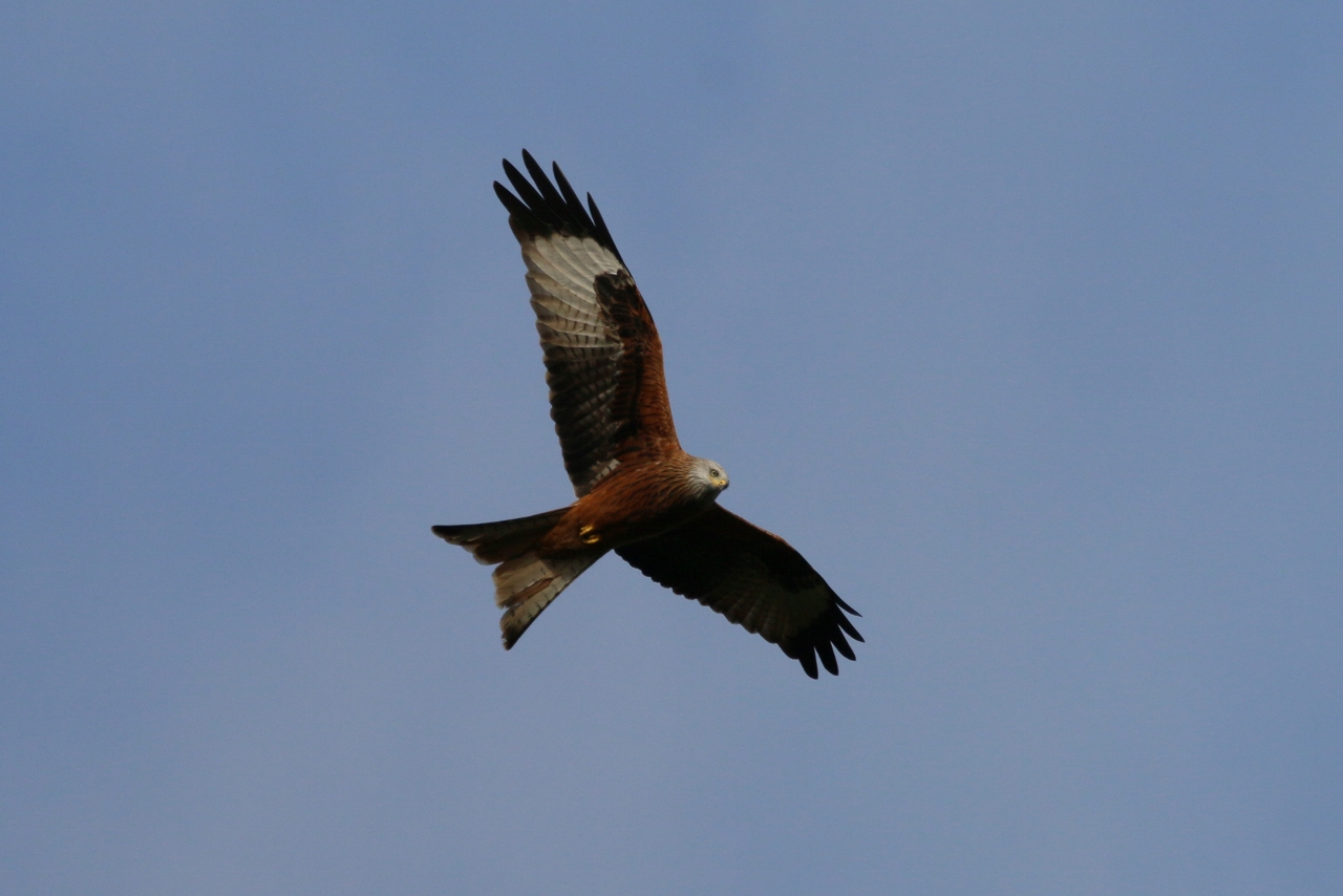 The red kite is a welcome addition to our countryside.