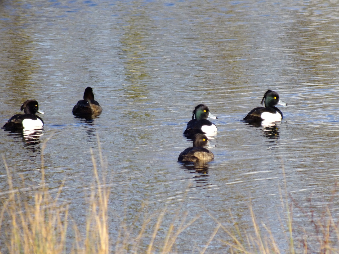 Tufted ducks on Stoke Lake.