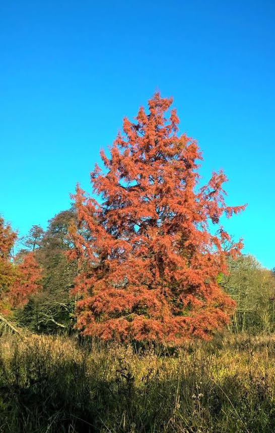 Swamp cypress, opposite entrance to Ferry Lane from the towpath