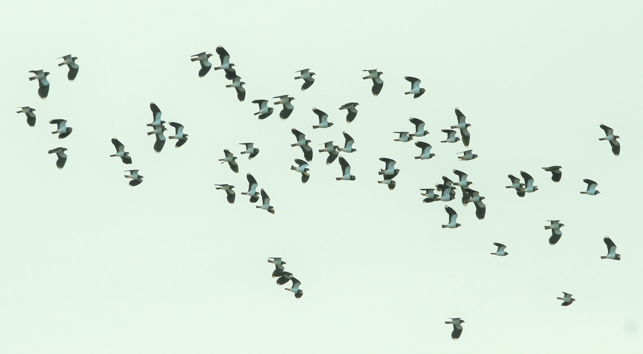 A flock of lapwings at Farlington.