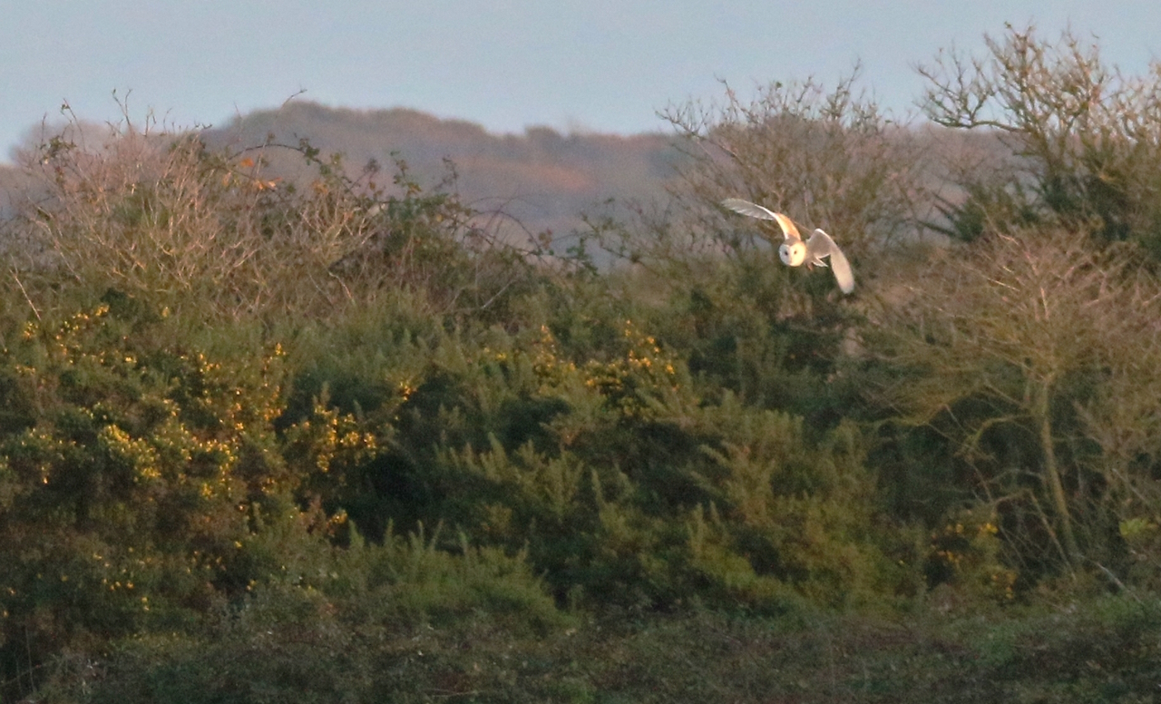 Barn owl appears from behind a hawthorn thicket at Farlington.