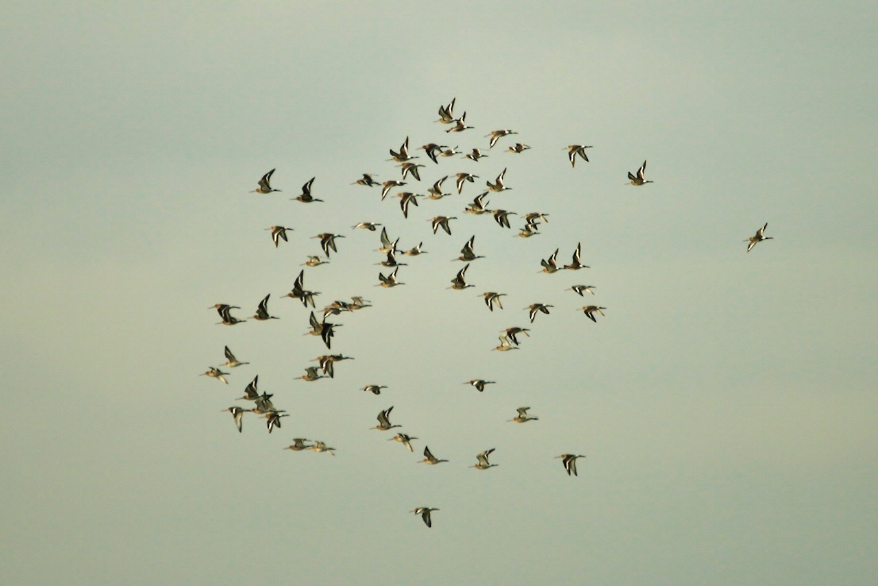 Black-tailed godwits in flight.