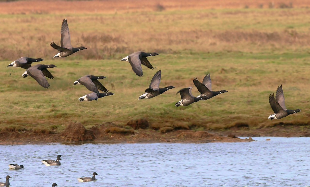 Brent geese are regular winter visitors to Farlington Marshes.