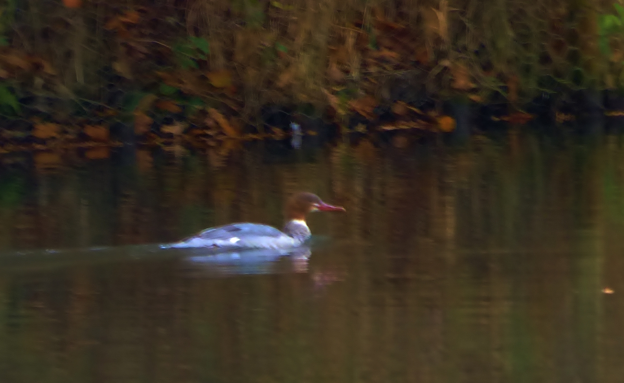 Female goosander continues to show occasionally on a lake in Wonersh.