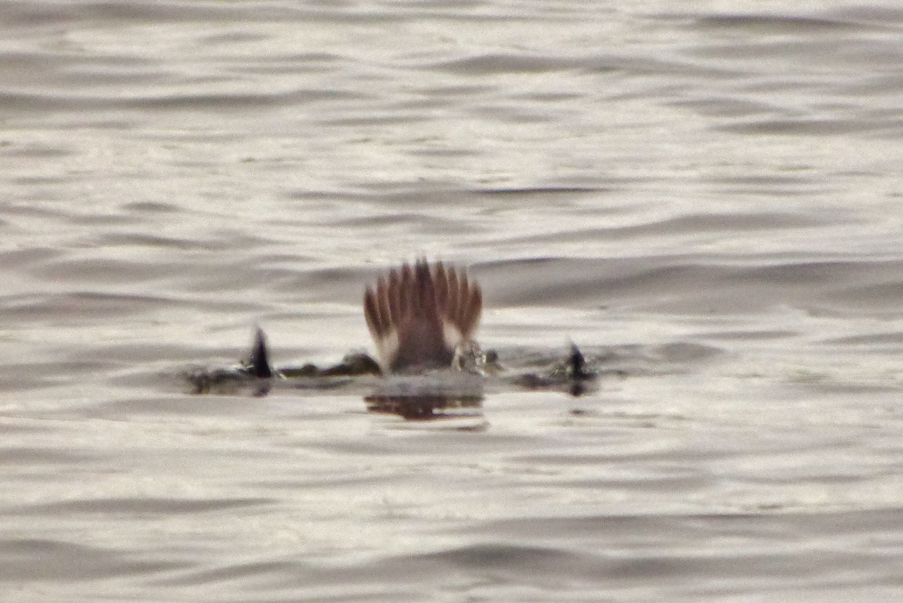 Female long-tailed duck takes a dive.