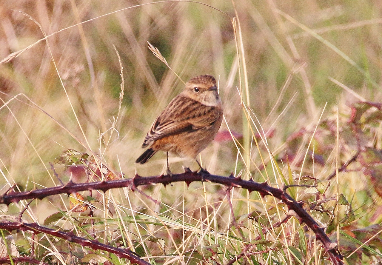 Female stonechat at Stoke Nature Reserve.