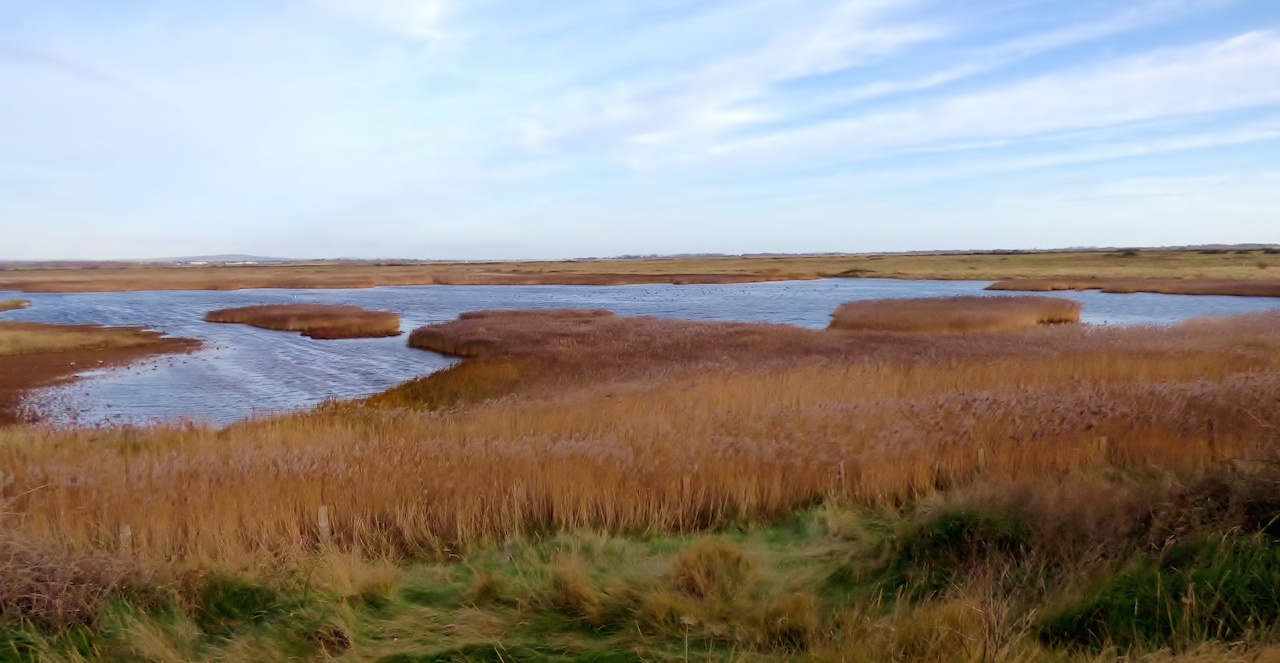 The main lagoon at Farlington surrounded by phragmites reeds.