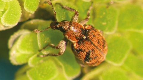 A North American weevil – natural enemy of floating water fern.