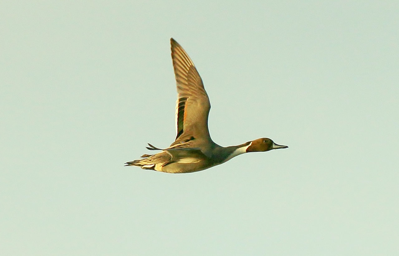 Pintail. With its trim form and swift flight it has been dubbed the greyhound of the air.