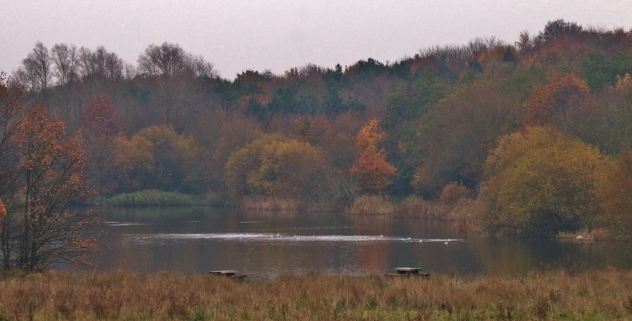 Autumn tints at Stoke Nature Reserve.