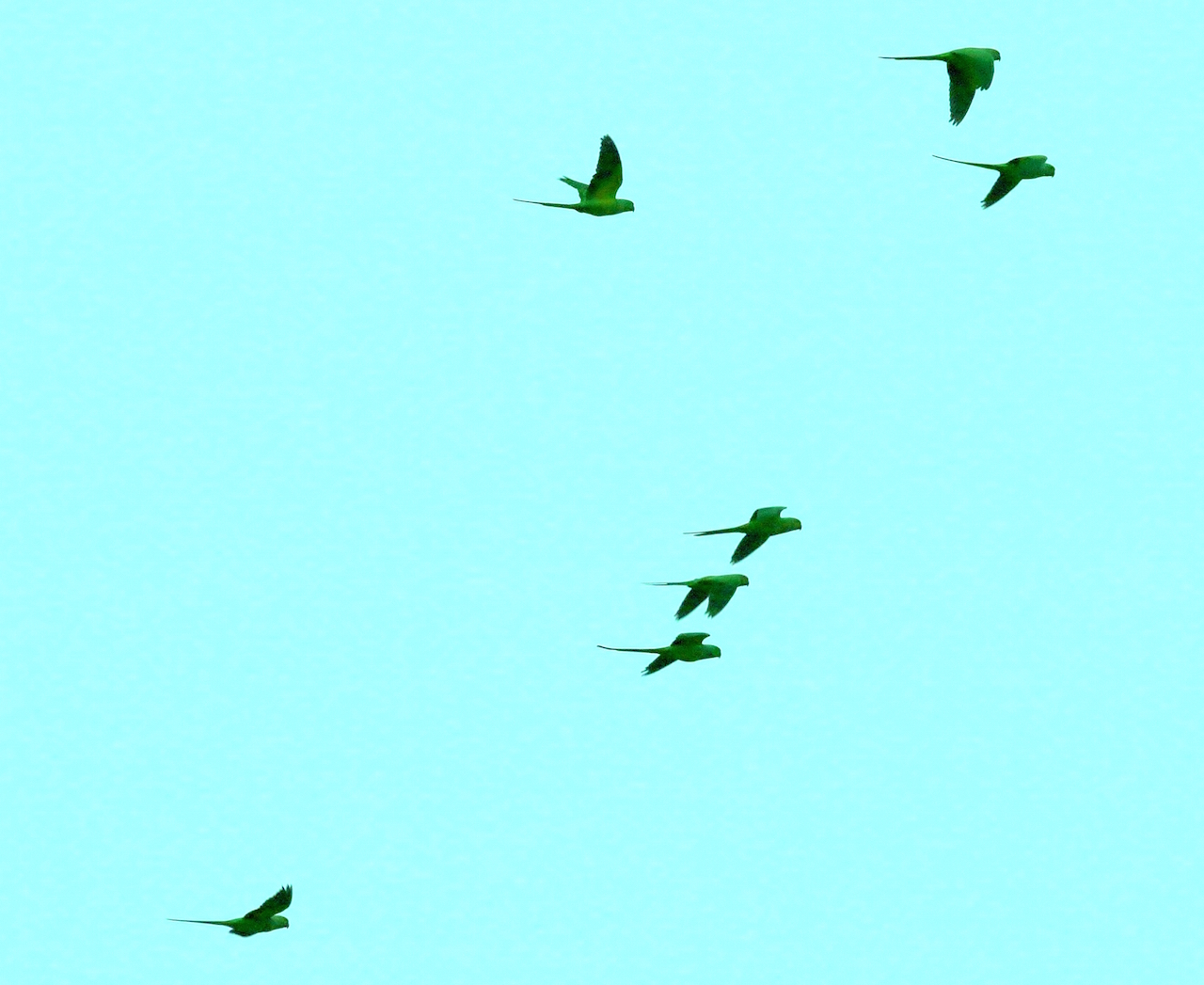 Ring-necked parakeets in flight.