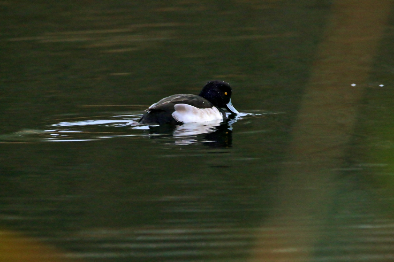 Tufted duck on Stoke Lake.