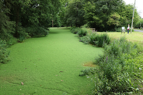 Floating water fern formed a dense carpet on the surface of the Wey & Arun Canal at Tickner's Heath, Dunsfold.