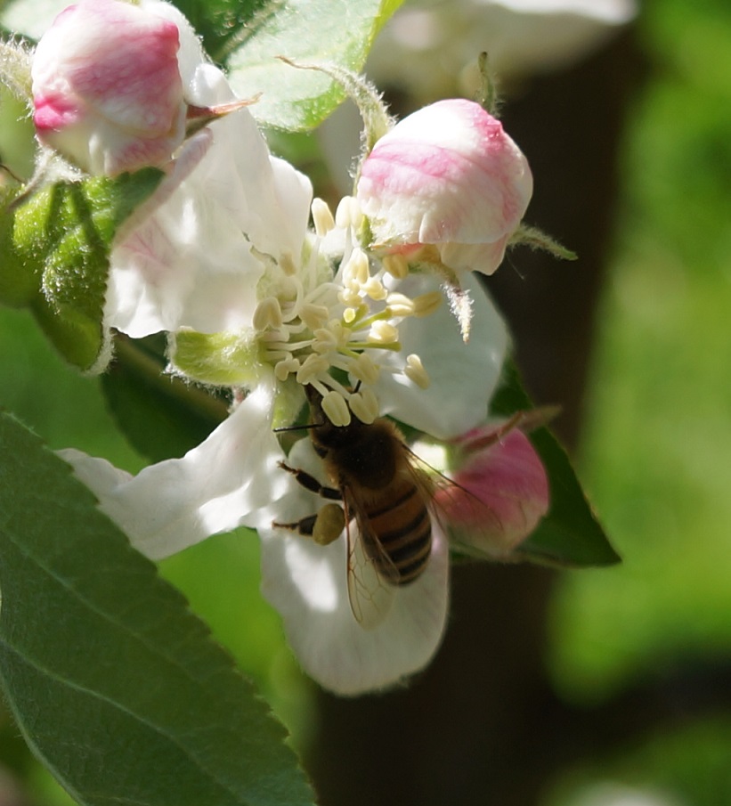 bee laden with pollen on apple blossom 2