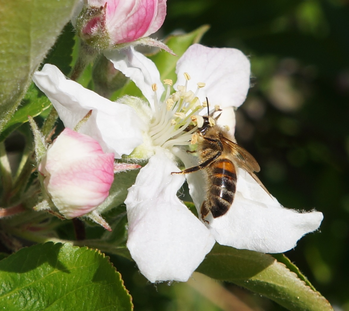Bee feasting on apple blossom