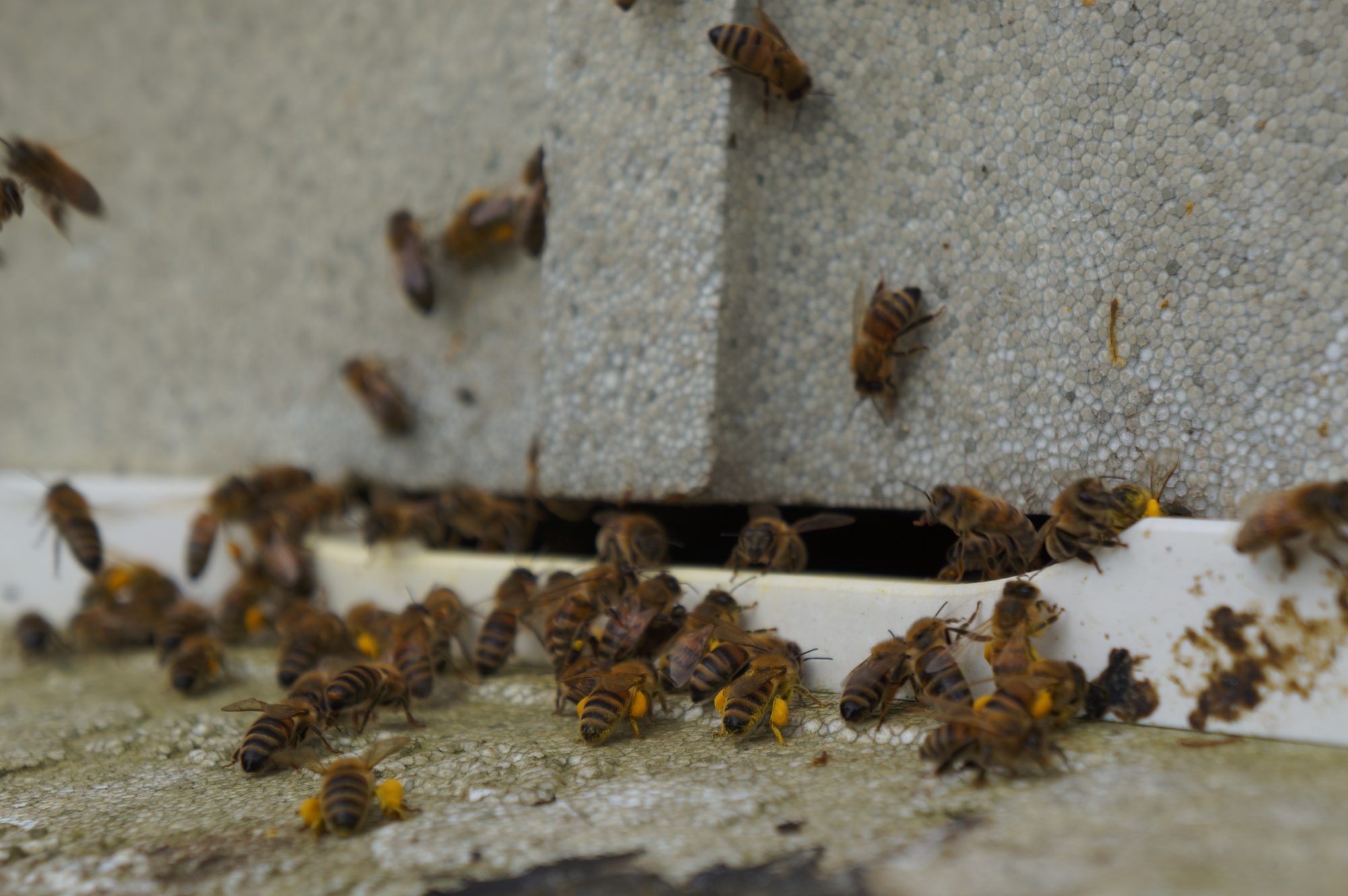 March 17 Bees queuing up to get into the hive with their full polln payload