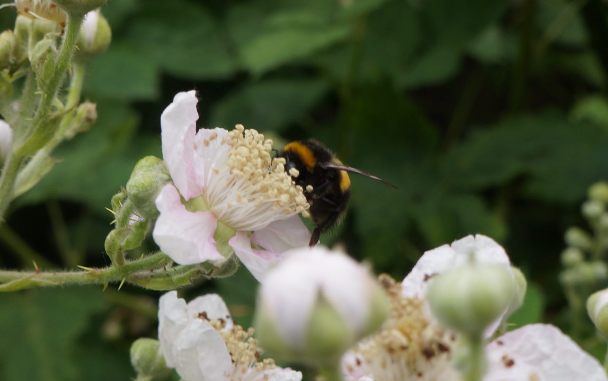 June 17 Bumble bees as well. Honey bees are not the only pollinators