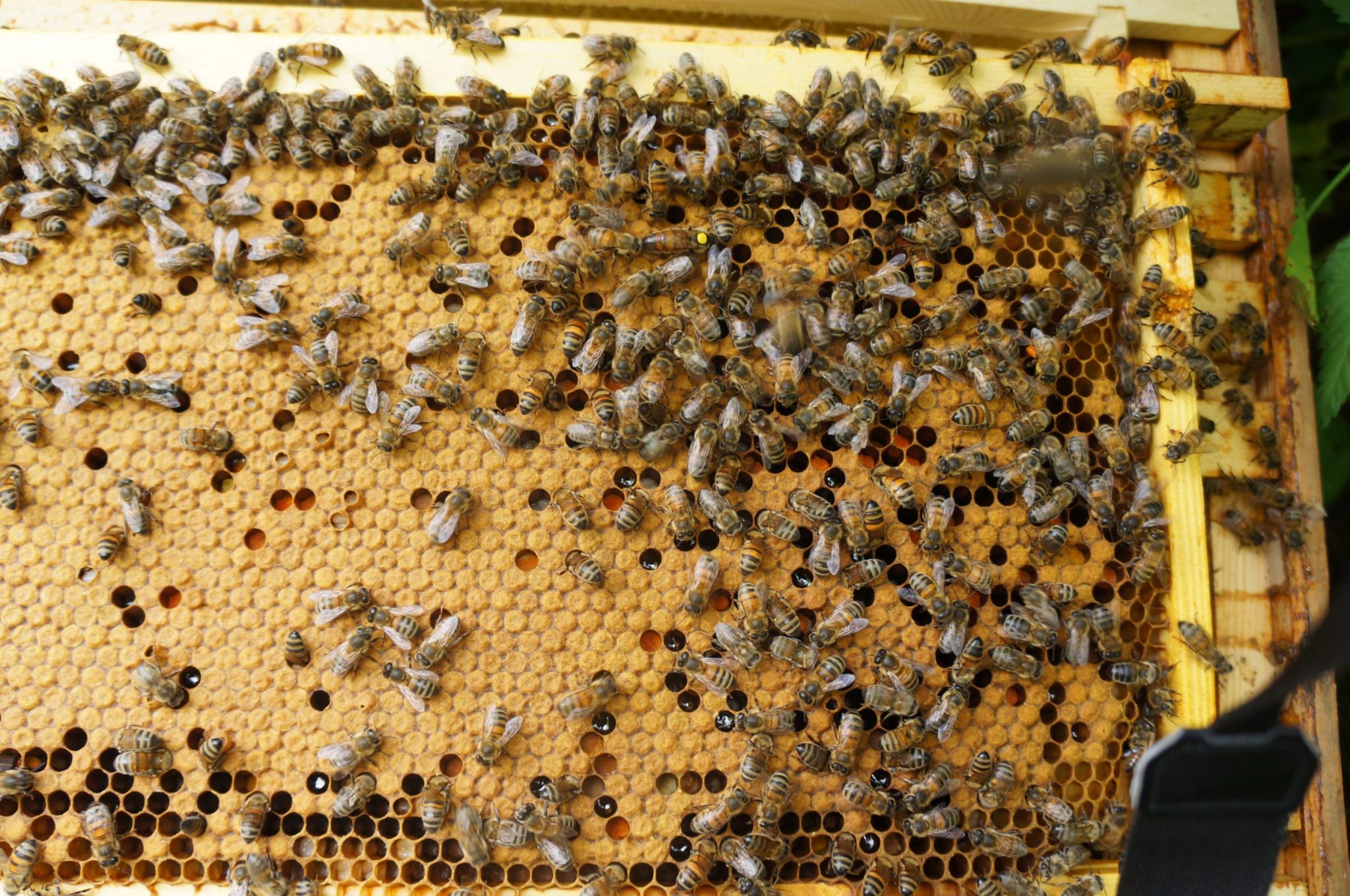 August '18 A well laid frame of brood. You can see the quenn near the top of the frame