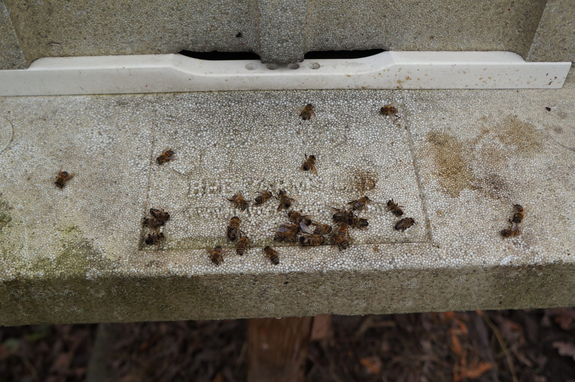 December '17 Dead bees outside of the hive entrance.