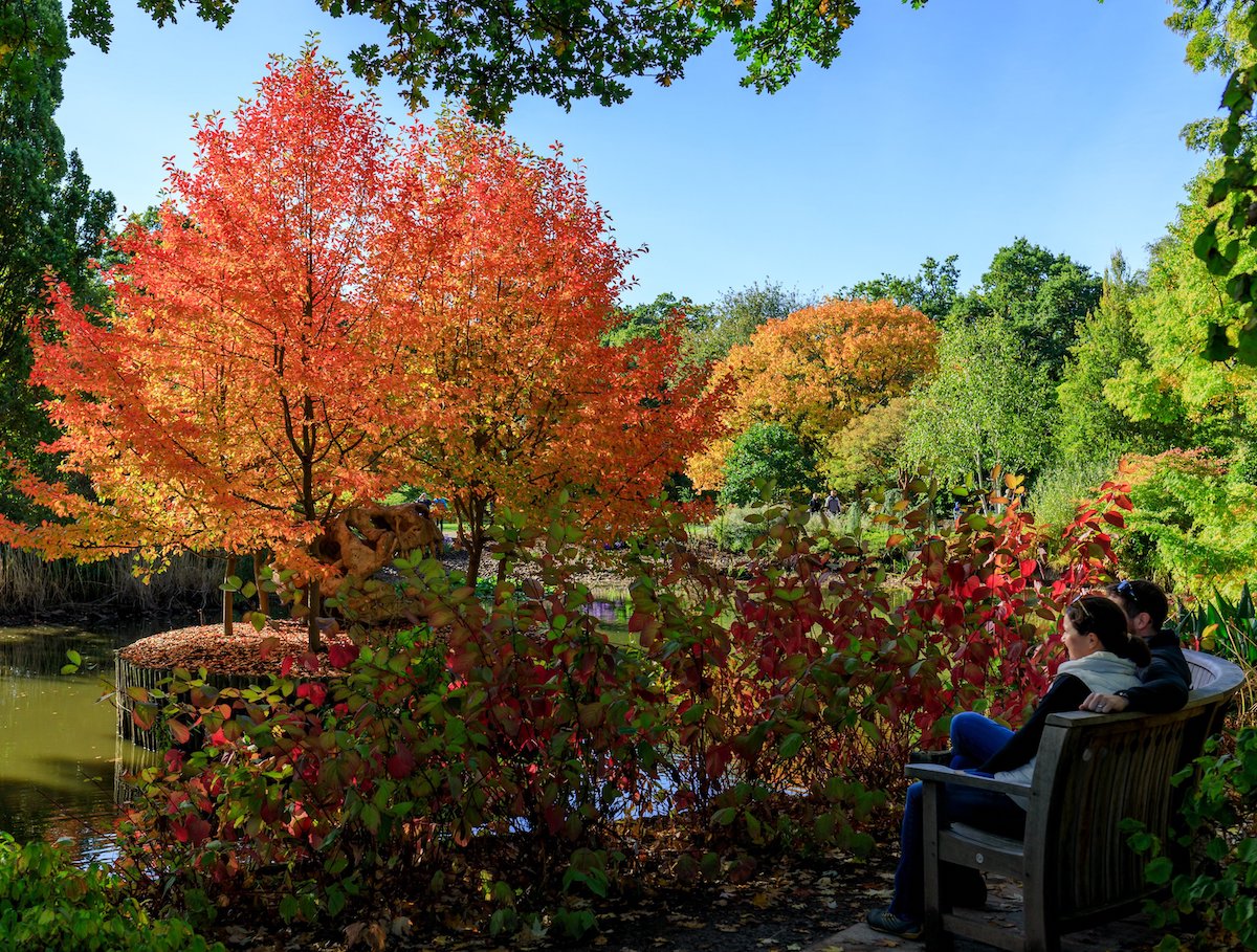 Red thread / RHS Gardening