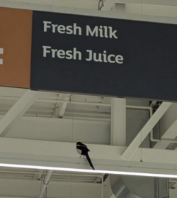 The Sainsbury's Magpie - so far, impossible to catch