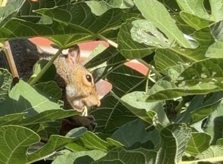 A Second Crop of Figs – But It Seems We Have to Share